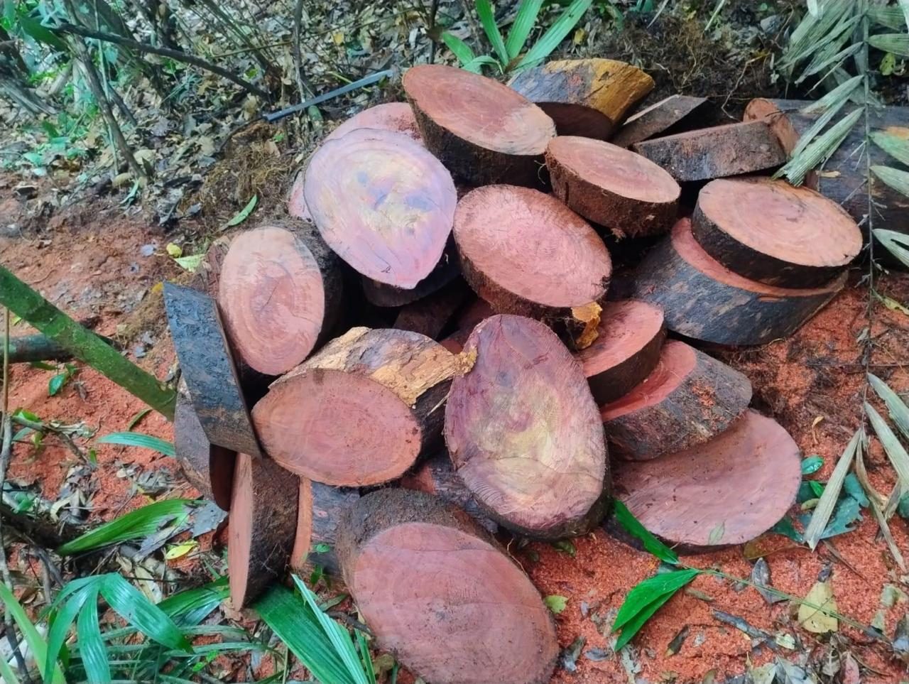 Bolachas de madeira nobre da GPC Mestre das Madeiras
